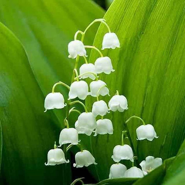 Lilly of the Valley