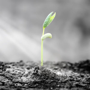 Sprout