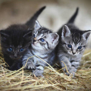 Kittens