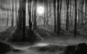 Forest in moonlight