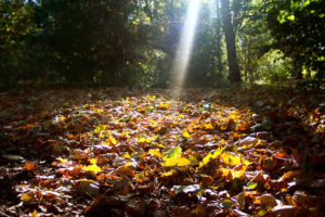 autumn image