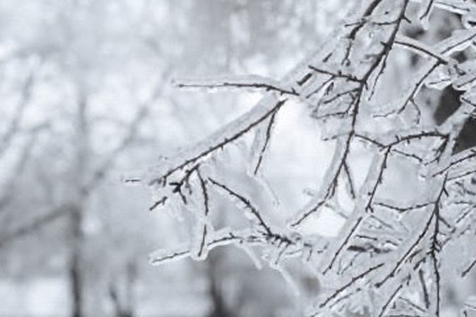 Winter ice branches