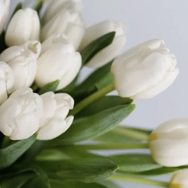 Tulips Photo