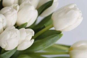 Tulips Photo