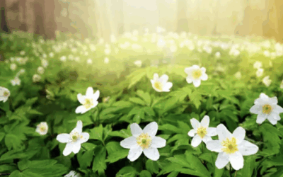 Life In Remission